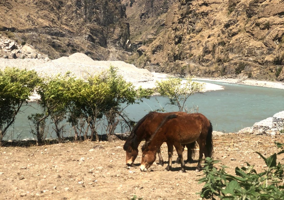 Horses beside Marsyandi River